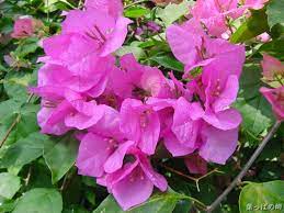Flower is an unincorporated community in braxton county, west virginia, united states. Bougainvillea Zambia S National Flower I Can T Pronounce It But I Sure Can Admire It Rare Flowers Flowers That Bloom At Night Amazing Flowers