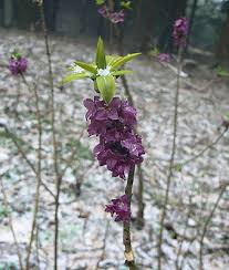 Image result for z p%u0159ednice jedovat 