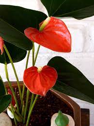 Buy Flamingo Flower Anthurium Orange Www Mudfingers Com Jarros Jardim Bordados A Mao
