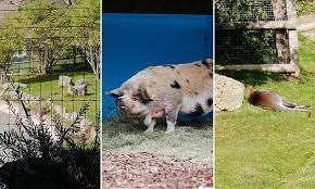 However, regional genetics clinics offer testing. Five Minute Spot The Animal Ipad Test Could Detect Signs Of Dementia Daily Mail Online