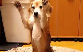 Free for commercial use no attribution required high quality images. Stop Studying You Deserve To Look At These Dog Gifs