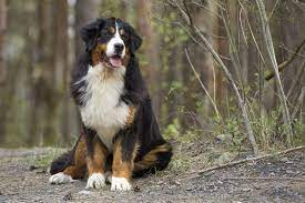 Leider, die lebenserwartung der lebenserwartung der berner sennenhund sie ist nicht wirklich groß. Berner Sennenhund Lebenserwartung Lebensdauer Bernersennenhund De