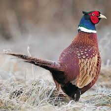 A pair of ringneck pheasants photo courtesy of tommy green. Pin On Come Live With Me And Be My Love