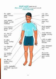Here are some body parts names. Our Study World Sinhala Tamil And English Basic Learn