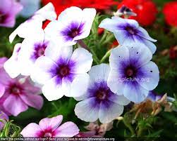 We did not find results for: Elegant White Flowers Names And Images Top Collection Of Different Types Of Flowers In The Images Hd