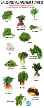 15 Legumes Qui Poussent Facilement A L Ombre Sans Lumiere Du Soleil Legumes Perpetuels Design De Jardin Potager Jardinage Potager