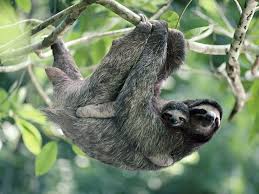 Endangered Animals In The Rainforest Baby Sloth Rainforest Animals Three Toed Sloth
