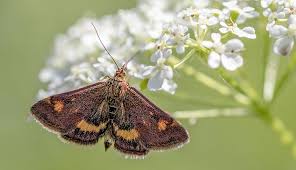 Brown Moth Meaning And Symbolism