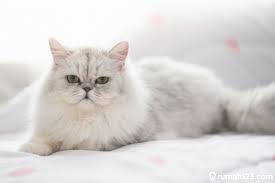 Tak heran jika harga kucing persia dibanderol dengan persia merupakan ras kucing domestik yang sangat terkenal di berbagai belahan dunia. 7 Jenis Kucing Persia Pembawa Rezeki Yang Bisa Dipelihara Di Rumah Rumah123 Com