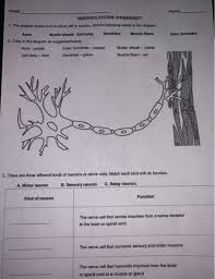 Dorsal spinocerebellar tract point 4. On The 2nd Page Ignore The Bbbbbb In Front Of Part Chegg Com