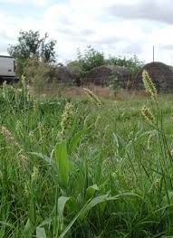 Image result for Cenchrus incertus