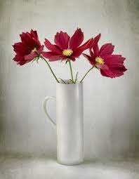 Ruby Reds Cosmos I Think Cosmos Flowers Beautiful Flowers Oil Painting Flowers