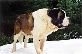 We offer you for free download top of st benard clipart black and white pictures. St Bernard Dog Wikipedia