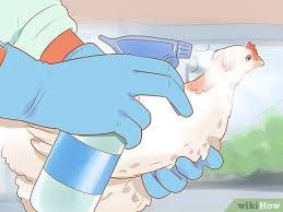 3 Ways To Help A Pecked Chicken With A Wound Wikihow