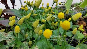 Image result for Spilanthes costata