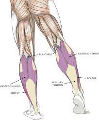 Anterior muscles of the lower leg, lateral fibularis group and posterior muscles of the lower le. Muscles Of The Leg And Foot Classic Human Anatomy In Motion The Artist S Guide To The Dynamics Of Figure Drawing