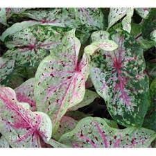 Plant this caladium in full sun for a pale yellow leaf or in shade for a more green leaf. Miss Muffet Plant Miss Muffet Caladium Terra Ceia Farms