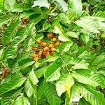 Image result for Lecaniodiscus