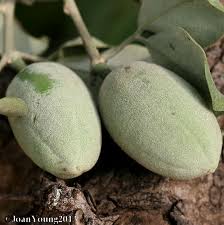 Image result for Balanitaceae
