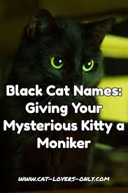 Black And White Kitty Names Black Cat Names Help With Giving Your Mysterious Kitty A Moniker Cat Names Names For Black Cats Cute Cat Names