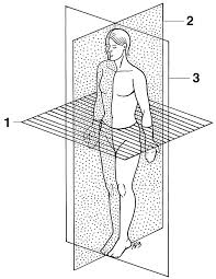 From www.researchgate.net anatomical position diagram blank, learn more about anatomical position diagram blank. Identifying Anatomical Position And Body Planes Dummies