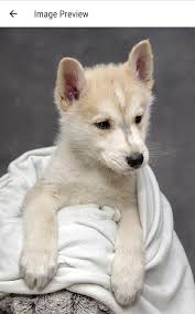 Download whatsdog apk and the latest whatsdog apk versions for android, let the dog bring you the information. Whats Dog For Android Apk Download
