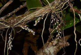 Image result for Microcoelia corallina