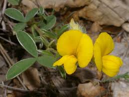 Image result for Argyrolobium rupestre