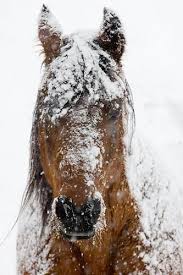 Baby It S Cold Outside Girlandhorsephotography Horses In Snow Pretty Horses Horses