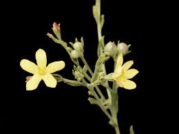 Image result for Menodora heterophylla