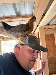 Since we are “officially” empty nesters, it seemed fitting to name our  coops MT Nesters. 🤣 (MT is our family brand) Our chicken journey started  about 5 months ago, we have kept