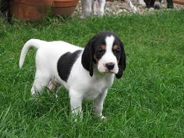 Image result for bernský honič