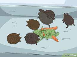 Jul 16, 2021 · metamorfosis sempurna dan tidak sempurna : 4 Cara Untuk Mengembangbiakkan Kura Kura Wikihow