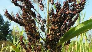 Image result for Sorghum