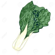 Cut and remove stems and the center rib of the collard greens. Collard Greens Auf Einem Weissen Hintergrund Vektor Illustration Lizenzfrei Nutzbare Vektorgrafiken Clip Arts Illustrationen Image 81761639