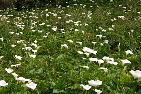 Consider the lilies of the field, how they grow: Consider The Lilies Of The Field Regina Clarke