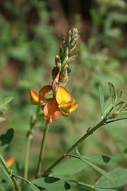 Image result for Crotalaria barkae
