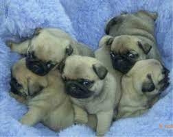 Google Image Result For Http Puppydogweb Com Gallery Pugs Pug Keanaaina Jpg Cute Baby Pugs Pug Puppies Baby Pugs