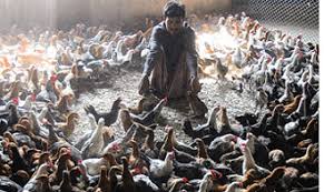 Many poultry farming terms are very similar and may only differentiate the subject in a small way. Bangladesh Backyard Poultry Hit By Bird Flu