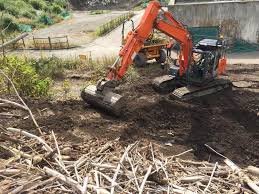 Check spelling or type a new query. Japanese Knotweed Removal How To Kill The Expert Guide