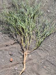 Image result for Tephrosia dregeana