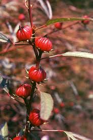 Image result for Hibiscus noldeae