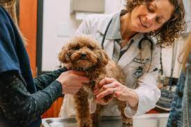 Maybe you would like to learn more about one of these? Banfield Pet Hospital 20 Photos 119 Reviews Veterinarians 3396 Murphy Canyon Rd San Diego Ca Phone Number