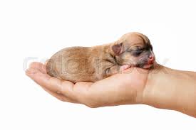 The technology of today with toys that talk, walk, bark, or play musical at the touch of a button bring a new generation of playtime to our pets too. Newborn Chihuahua Puppy In The Caring Stock Image Colourbox