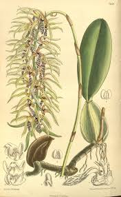 Image result for Bulbophyllum unifoliatum
