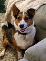 The most common jack russell corgi material is ceramic. A Half Corgi Half Flop He S A Corgi Border Collie Jack Russell Mix Corgi