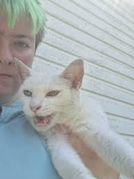 Is anyone missing a cat in the south williams area?