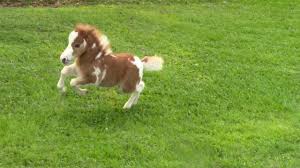 Check spelling or type a new query. Sold Miniature Horse For Sale Dent Lucky Splasher 2015 Foal Youtube