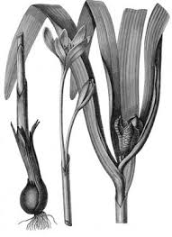 Image result for Camptorrhiza strumosa