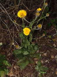 Image result for Pasaccardoa grantii